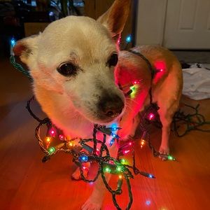 Meet your Posher, Donna